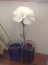 自由研究として白い花を食紅の水溶液につけて 花弁の色を変える Yahoo 知恵袋