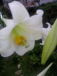 何もしないのに勝手に咲いたユリです 名前を教えてください Yahoo 知恵袋