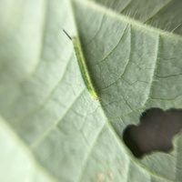 朝顔の葉が虫に喰われているようなので 葉の裏を見たら 写真の Yahoo 知恵袋