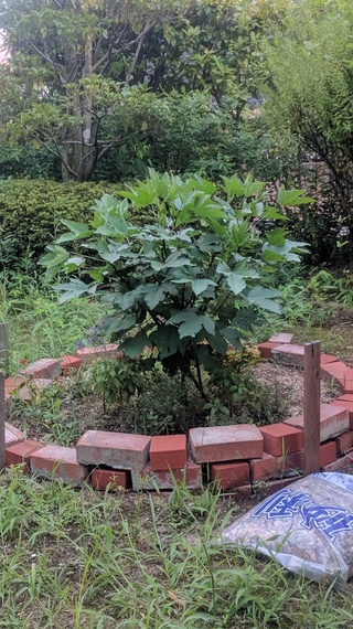 ハイビスカスの苗を６月に植えましたが葉はドンドン増えますが一向にに花が Yahoo 知恵袋