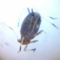 飼っている室内犬に黒い虫 ５ｍｍ程度ですばやく動く がいました Yahoo 知恵袋