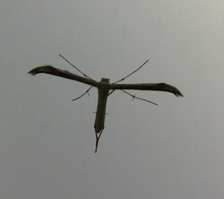 Yahoo!知恵袋この虫はなんという虫でしょうか？かっこいい羽のようなものがあります。このシルエットの虫ははじめてみました。よろしくお願いします。