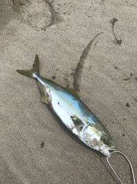 スモーカーの声優ってローグタウン編と現在で声優変わってますよ Yahoo 知恵袋