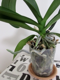 ポリポットにバークで植えられているこちょう蘭をいただきました Yahoo 知恵袋