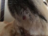 犬のイボについて 獣医さんや詳しい方 教えて下さい もうすぐ Yahoo 知恵袋