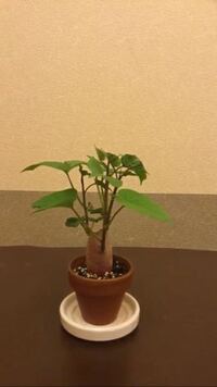 サツマイモを観葉植物として育てているのですがサツマイモってどれくらい持つの Yahoo 知恵袋