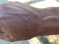 これはなんという名前の虫ですか 雪虫 ですかね でもまだ雪虫の発 Yahoo 知恵袋