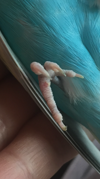 1歳半のオスのセキセイインコの足の裏に赤い部分ができていることに10日 Yahoo 知恵袋