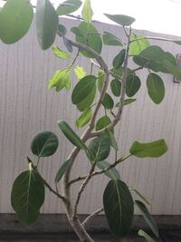 ゴムの木の元気がありません こんにちは 3週間ほど前に Yahoo 知恵袋