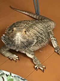 うちで飼っているフトアゴヒゲトカゲが放心状態で 様子が Yahoo 知恵袋