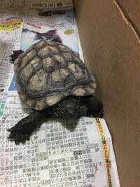 かめは縁起が悪いんですか 友達がかめを飼うのは縁起が悪いと言っています Yahoo 知恵袋