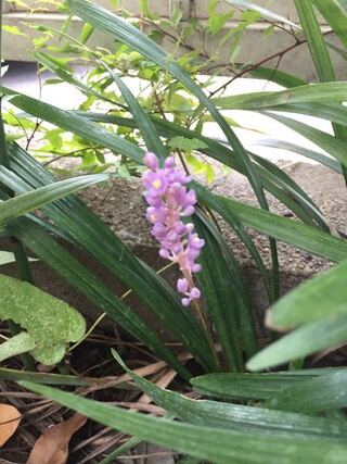 今咲いているもので 紫のツブツブの花がついています 去年まで Yahoo 知恵袋