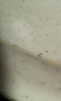 この蟻がキッチンに出てこまっています 数はそんなに多くないのですが どこから来て 教えて 住まいの先生 Yahoo 不動産