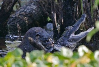 オオカワウソって ワニまで食っちゃって 本当にワイルドで凄いなって思い Yahoo 知恵袋