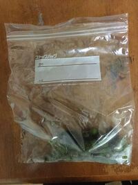 発芽させるドングリの保存方法がわからない クヌギのデカいどんぐりを Yahoo 知恵袋