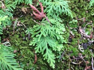 質問です この画像の植物はイワヒバですか 自宅の庭に生えてきて結構な勢 Yahoo 知恵袋