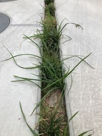 外構でリュウノヒゲを植えてもらいましたが 植物に関してど素人 Yahoo 知恵袋