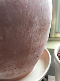 新品で素焼きの植木鉢に植え替えたら 表面が白くなって拭いても
取れません
何故ですか？
わかる方お願いします。