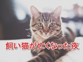 猫ちゃん関連の不思議体験ありますか できたら怖い話より心温まる話で Yahoo 知恵袋