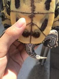 ミシシッピアカミミガメを飼育しています。 10年以上の付き合いですがオスかメスかわかっていません。性別を教えてください。写真で分からなかったらすいません。
