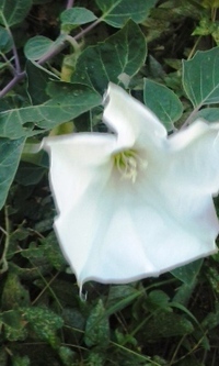 地面から咲く大きな白い花の名前を教えて下さい ケチョウセンアサガ Yahoo 知恵袋