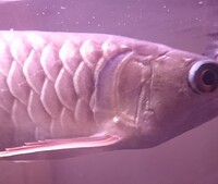 本日 アジアアロワナを購入し届いて慎重に水合わせをして水槽に投入しました Yahoo 知恵袋