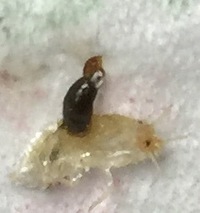 トイレの隅を白い細長い虫が動いてました 8mmくらいで先が黒いような虫 Yahoo 知恵袋