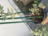 鉢植えの銀葉アカシアですが 葉が茶色くなってきたのと葉を触ると Yahoo 知恵袋