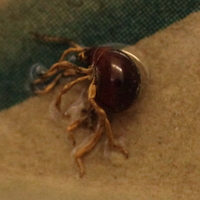 なぜ しりとりをするとリンゴ ゴリラ ラッパ パンツ 積み木 キツネから こ Yahoo 知恵袋