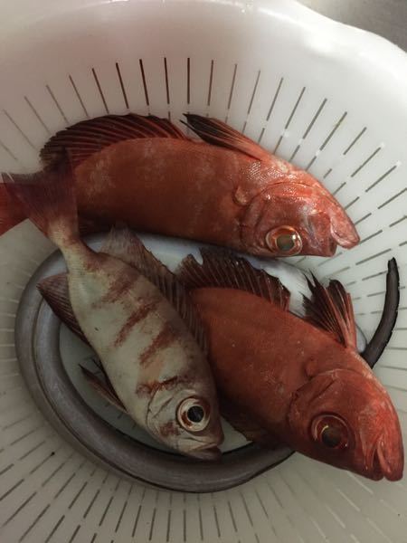 この赤い魚は赤ムツでしょうか さっき堤防からキビナゴで釣 Yahoo 知恵袋