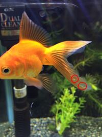 魚の治療薬アグテン マラカイトグリーン の使用法について質問します Yahoo 知恵袋