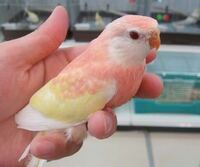 アキクサインコを購入したいと思うのですが 販売店の良い探し方を知っ Yahoo 知恵袋