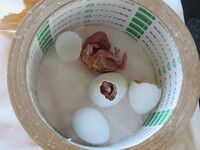 うちで飼っているオカメインコが新聞紙や木を食べているのですが 大丈夫なの Yahoo 知恵袋