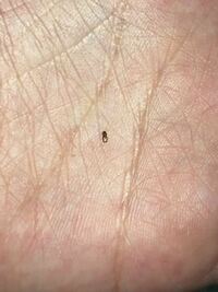 体長5ミリくらいの茶色い小さい虫が今朝から所々に発生しています なんという Yahoo 知恵袋