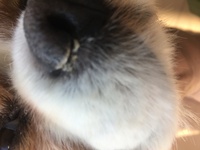 犬の鼻について 犬は鼻くそがつまるような事はありませんよね 鼻水が垂れる事があ Yahoo 知恵袋