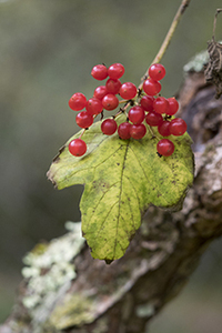この赤い実のついた木 の名前を教えてください 画像は１０月に北海道 Yahoo 知恵袋