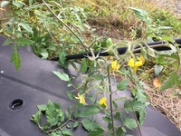 庭の片隅に生えてきましたワルナスビだと思ってたのですが 花が Yahoo 知恵袋