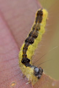 画像の黄色い毛虫の名前を教えてください 画像は10月に北海道 Yahoo 知恵袋