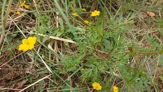 この花は何でしょう コスモスの中には在来種を駆逐してしまう特定外来種が Yahoo 知恵袋