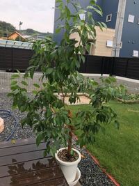 家のベンジャミンなんですが 前に大きくなり過ぎてきたので 何も知らずに Yahoo 知恵袋