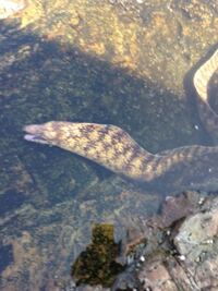 コロダイ狙いの投げ釣りの餌について費用と効果 釣れて嬉しい外道も込みで考えて Yahoo 知恵袋