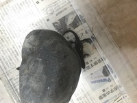 至急 アカハライモリの背中に変なイボ 腫瘍 ができて Yahoo 知恵袋