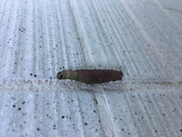 この芋虫は 何の幼虫ですか ベランダにいたのですが 駆除したほうがいい Yahoo 知恵袋