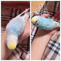 セキセイインコの雛が生まれましたが一羽目は５日後に亡くなっていました 初めての Yahoo 知恵袋