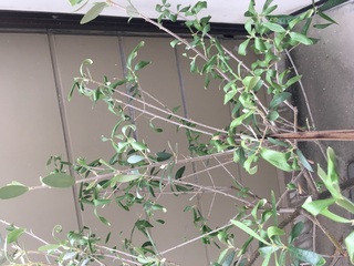 オリーブの木の葉がシワシワになっています まだ新芽で今から広 Yahoo 知恵袋