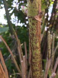 あじさいの花びらの一部が茶色に変色してしまいました １日家を Yahoo 知恵袋