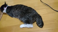 尻尾が短い猫について珍しいんですか 飼っている方がいらっしゃいま Yahoo 知恵袋