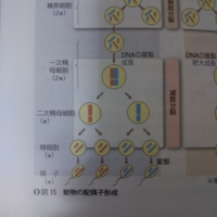 二次精母細胞から精細胞に分裂するときに染色体数が半減しないの Yahoo 知恵袋