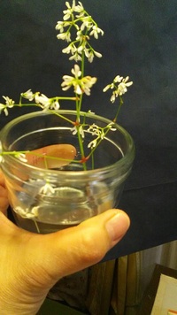 ユーフォルビア白雪姫の冬越し失敗か ご閲覧ありがとうございます Yahoo 知恵袋