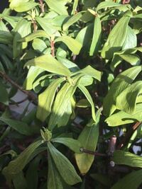 沈丁花の葉が落ちてしまいます 10数年まえに庭に植え 今年も綺麗に咲いてく Yahoo 知恵袋